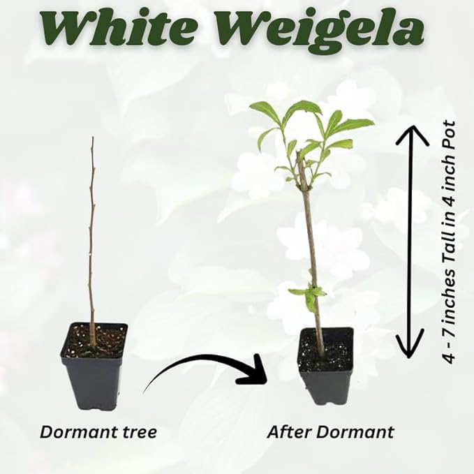 White Weigela Live Plant, Spring Blooming Shrub in 4” Pot, Hardy Perennial Flowering Bush for Garden Borders, Cold Hardy, Dormant in Winter