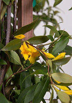 Carolina Jessamine (1 Gallon) Semi-Evergreen Blooming Vine with Yellow Flowers - Full Sun to Part Sun Live Outdoor Plant