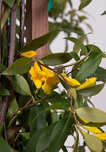 Carolina Jessamine (1 Gallon) Semi-Evergreen Blooming Vine with Yellow Flowers - Full Sun to Part Sun Live Outdoor Plant