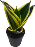 BubbleBlooms Black Gold Snakeplant, in a 2 inch Pot, Green and Yellow Snake Plant, Variegated Sansevieria trifasciata