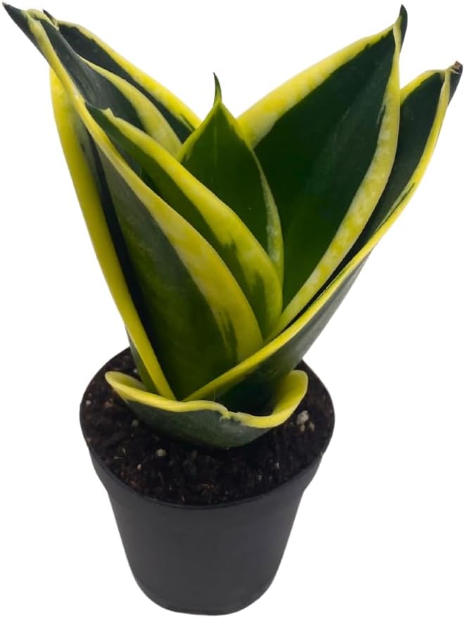 BubbleBlooms Black Gold Snakeplant, in a 2 inch Pot, Green and Yellow Snake Plant, Variegated Sansevieria trifasciata