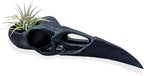 Raven Skull Air Plant Holder - Gothic Raven Air Planter - Bird Skull Witch Decor for Home - Crow Art Sculpture - Halloween Spooky Plant Pot