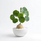 Stephania Erecta Bulb Style Plant in 3.5 – 4" Inch Pot | Stephania Cephalantha Live Caudex | Easy Indoor Growing | Decorative Addition to Home & Office | Ideal for Unique Plant Gifts