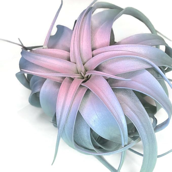 XL Xerographica Colored Air Plant, Live Tillandsia House Plant, Easy Care Indoor Outdoor, Great Gift, Healthy Arrival Guaranteed (Rainbow #4)