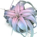 XL Xerographica Colored Air Plant, Live Tillandsia House Plant, Easy Care Indoor Outdoor, Great Gift, Healthy Arrival Guaranteed (Rainbow #4)