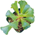 Live Succulent Cactus Plants (2" Pot Key Lime Pie Adromischus cristatus)