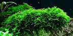 Marcus Fish Tanks - Christmas Moss Vesicularia Montagnei Easy Live Aquarium Plant Buy 2 GET 1FREE