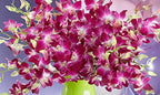 4 Live Orchid Plants + HP to Choose (Dendrobiums + Heat Pack)