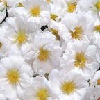 Outsidepride White Moss Rose Seeds - 500 Pcs Annual, Drought & Heat Tolerant, Pollinator Friendly Ground Cover Seeds for Planting w/Vibrant Blooms & Succulent Foliage, Ideal for Xeriscaping