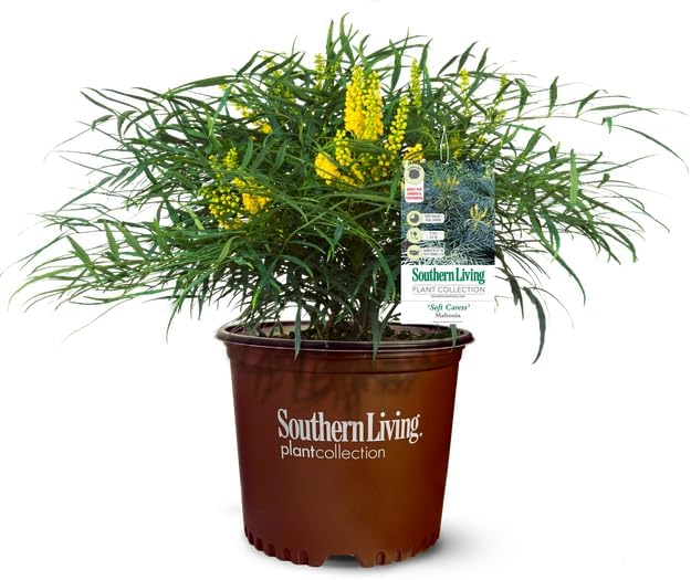 Southern Living Soft Caress Mahonia,1-Gallon Evergreen Flowering Shrub, 3-4 ft Tall and Wide, Yellow Blooms