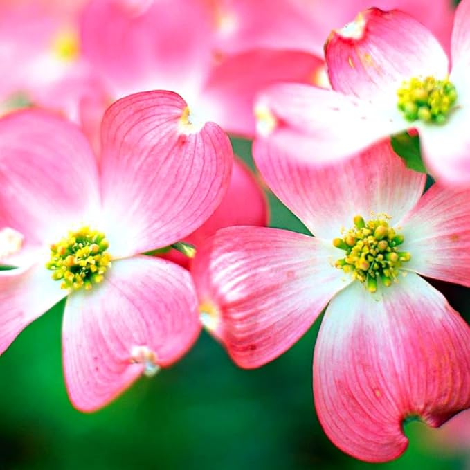 1 Year Old Pink Dogwood Trees Shrubs Bushes, Dormant, 2.5" Pot Dogwood Tree Live Plant for Planting Outside, Flowering Dogwood 6-12" in Tall