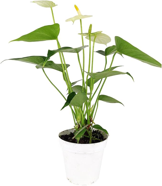 Live Indoor Flowering Houseplants, Anthurium White in 4" Grower Pot, Easy Care Houseplants
