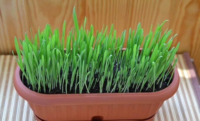 Seeds Cat Grass Complex Vitamin Non GMO Heirloom 600 Seeds