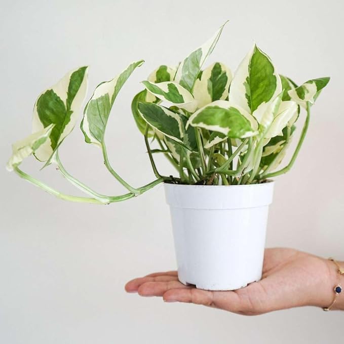 Pothos 'N'joy' Live Plant for Indoor | Different Houseplants in 4'' & 6'' Pot | Real House Plant for Living Room, Office, Desk & Bathroom | Epipremnum Aureum