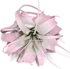 XL Xerographica Colored Air Plant, Live Tillandsia House Plant, Easy Care Indoor Outdoor, Great Gift, Healthy Arrival Guaranteed (Light Pink)
