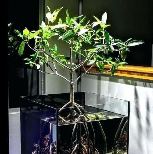 AquaGardens | Red Mangrove | Live Plant (3 Small + Heat)
