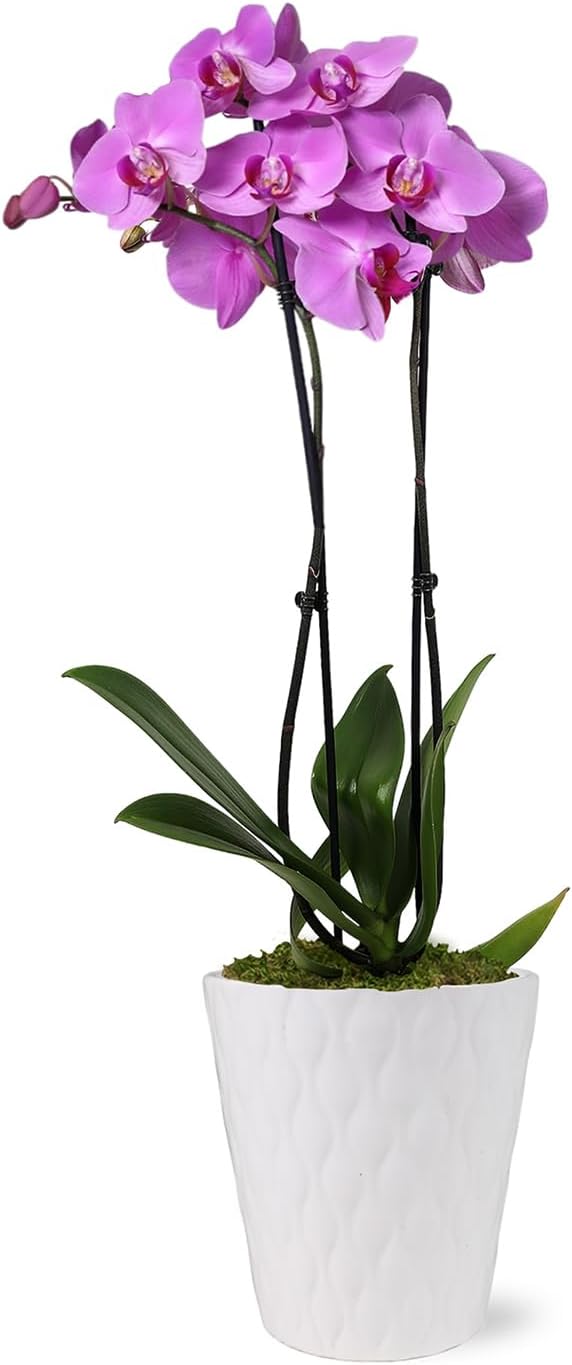 Green Circle Growers Pink Orchid in a 5" White Pot, Indoor Live Plants, House Plant