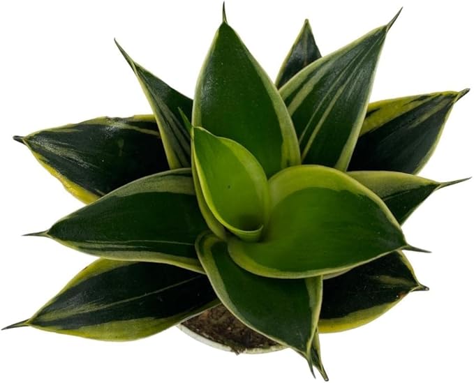 Live Plant, Snake Plant, Indoor Plant, Sansevieria, Air Purifying, Easy Care, 4 inch Pot by Hopewind Plants Shop (Black Star (Black Gold))