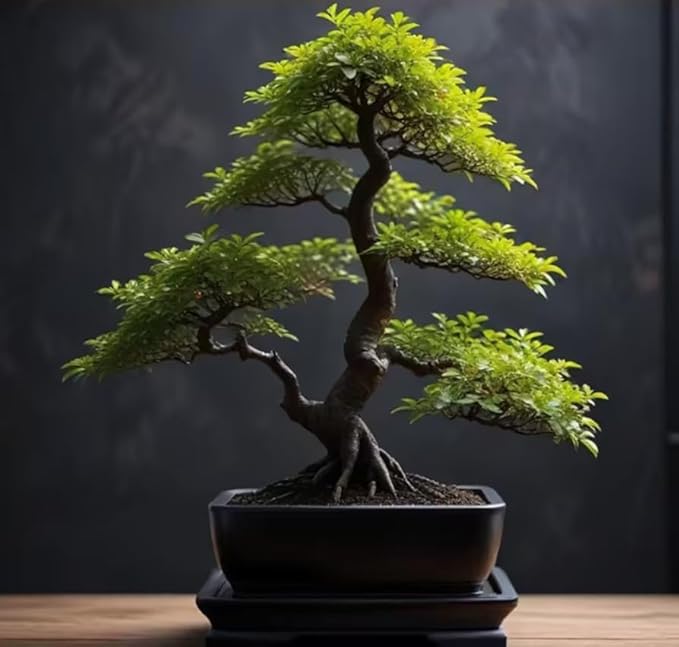 Blackskin Willow Bonsai Tree Cutting to Grow - Rare Dark Branches, Easy-to-Grow Bonsai for Indoor & Outdoor Decor, Beginner-Friendly, Unique Miniature Tree Gift, Fast Growing