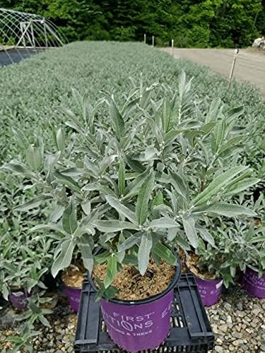 Live plant from Green Promise Farms Salix Candida Iceberg Alley (Sageleaf Willow) Shrub, 2-Size Container, Silvery Foliage