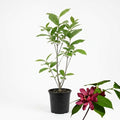 Sweet Shrub Live Plant, 12-18 Inch Tall in 4" Pot, Calycanthus Floridus Fragrant Flowering Shrub, Vigorous Growth Habit Plant