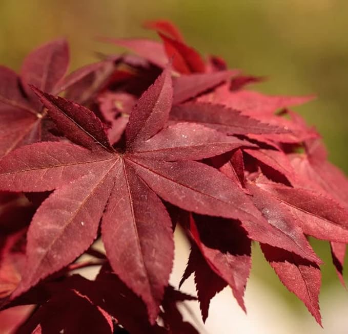 Japanese Red Maple Live Plant – 1-2 Ft Tall Tree in 3 Inch Pot – Outdoor Ornamental Dwarf Red Maple for Landscaping, Patio, Garden or Bonsai Starter – Hardy Deciduous Shade Tree