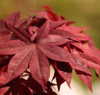 Japanese Red Maple Live Plant – 1-2 Ft Tall Tree in 3 Inch Pot – Outdoor Ornamental Dwarf Red Maple for Landscaping, Patio, Garden or Bonsai Starter – Hardy Deciduous Shade Tree
