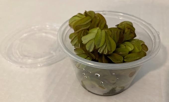 Water Spangles (Salvinia Minima) - 4 oz Cup Live Aquatic Plant for Aquariums and Ponds