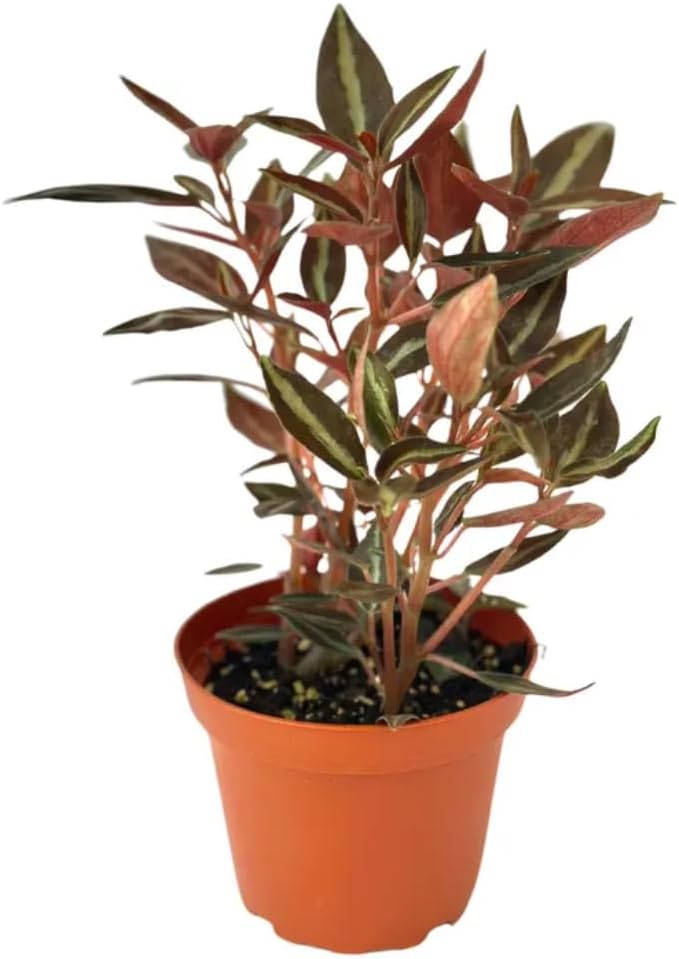 Peperomia Metallica Live Plant, Pet-Safe Copper Silver Stripe Houseplant in 3-Inch Grower Pot, Air Purifying Low Maintenance Indoor Tropical Plant for Home and Office Decor