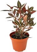 Peperomia Metallica Live Plant, Pet-Safe Copper Silver Stripe Houseplant in 3-Inch Grower Pot, Air Purifying Low Maintenance Indoor Tropical Plant for Home and Office Decor