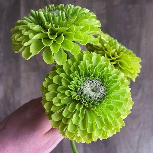 Fresh Premium Green Envy Zinnia Seeds Greens Heirloom Non-GMO Flower Seeds elegans Lime Green Flowers Rare Butterflies Blooms 100pcs