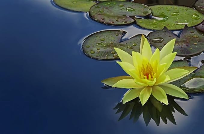 Live Water Lily Tubers | Pre-Grown Hardy Lily Rhizome in White, Pink, Red, Yellow, Orange, Purple (Yellow)