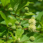 2 Button Bush Live Shrubs in 4 Inch Pot Plant, Native Buttonbush 12-18 Inch Tall, Flowering Shrubs for Rain Gardens, Pond Edges & Outdoor Landscaping