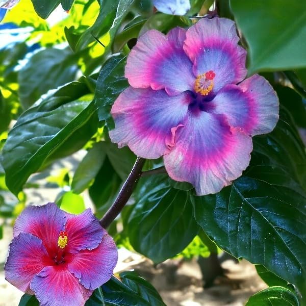 30pcs Mix Colors Giant Hibiscus Seeds - Non-GMO Heirloom Variety - Vibrant Blooms for Your Flourishing Garden