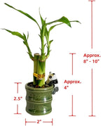 Coop & Harp Small Lucky Bamboo Live Indoor Plant with Ceramic Vase, Live Indoor Lucky Bamboo for Home, Office and Gift (2PK Panda)