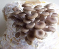 Oyster Mushrooms Spores Non GMO Heirloom 100 Seeds
