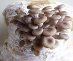Oyster Mushrooms Spores Non GMO Heirloom 100 Seeds