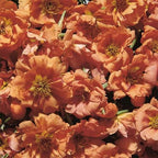 Outsidepride Tangerine Moss Rose Seeds - 250 Pcs Annual, Drought & Heat Tolerant, Pollinator Friendly Ground Cover Seeds for Planting w/Vibrant Blooms & Succulent Foliage, Ideal for Xeriscaping