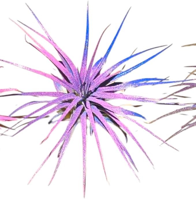 Rainforest Grown 3 Pack Ionantha Air Plants Assorted Sizes Pink & Purpled Enhanced Coloring - Live Tillandsia - 1 to 3 inches Succulents 30 Day Guarantee