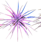 Rainforest Grown 3 Pack Ionantha Air Plants Assorted Sizes Pink & Purpled Enhanced Coloring - Live Tillandsia - 1 to 3 inches Succulents 30 Day Guarantee
