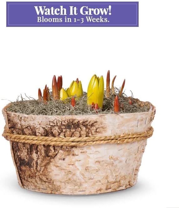 From You Flowers - Rainbow Bulb Garden for Birthday, Anniversary, Get Well or Celebration