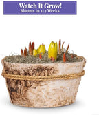 From You Flowers - Rainbow Bulb Garden for Birthday, Anniversary, Get Well or Celebration