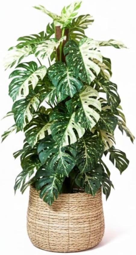 Monstera Plant Live, Rare Tropical Monstera Well Rooted, Live Philodendron Indoor Houseplant 4-8 Inches Ready to Grow (Variegated White Monstera)
