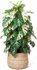 Monstera Plant Live, Rare Tropical Monstera Well Rooted, Live Philodendron Indoor Houseplant 4-8 Inches Ready to Grow (Variegated White Monstera)