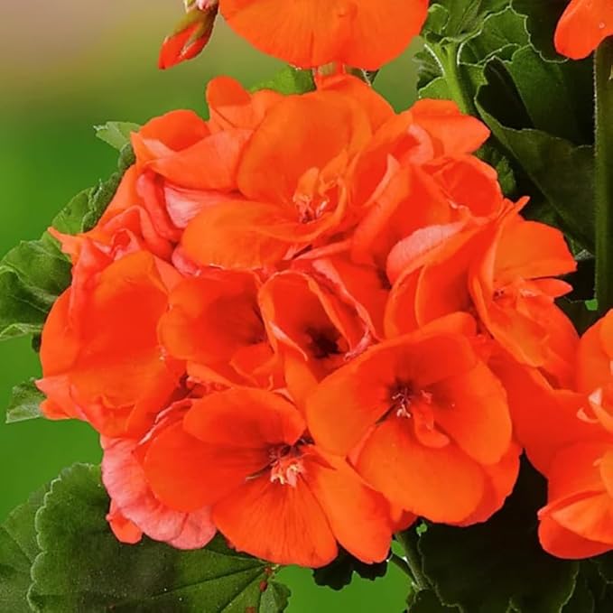 Set 2 Geranium Plants Live, 4-9 Inches Tall, Hardy Flowering Geraniums for Garden or Pots, Fragrant Perennial Blooms (Orange Geranium)
