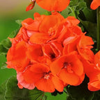 Set 2 Geranium Plants Live, 4-9 Inches Tall, Hardy Flowering Geraniums for Garden or Pots, Fragrant Perennial Blooms (Orange Geranium)