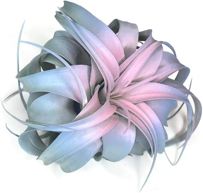 XL Xerographica Colored Air Plant, Live Tillandsia House Plant, Easy Care Indoor Outdoor, Great Gift, Healthy Arrival Guaranteed (Rainbow #4)