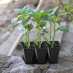Gardzen 120 Pack 6-Cell Seed Starting Tray for Seedlings, Plant Starter Trays with Drainage Holes for Seed Germination, 5.4x3.7 inches, Black