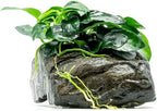 SubstrateSource Live Planted Decor - Anubias Nana Petite (Anubias barteri VAR. Nana 'Petite') on Nano Driftwood - Low to Moderate Light, Deep Green Rounded Leaves, Foreground Tank Placement - 1 Pack