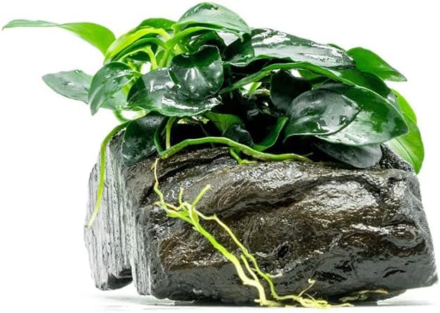 SubstrateSource Live Planted Decor - Anubias Nana Petite (Anubias barteri VAR. Nana 'Petite') on Nano Driftwood - Low to Moderate Light, Deep Green Rounded Leaves, Foreground Tank Placement - 1 Pack